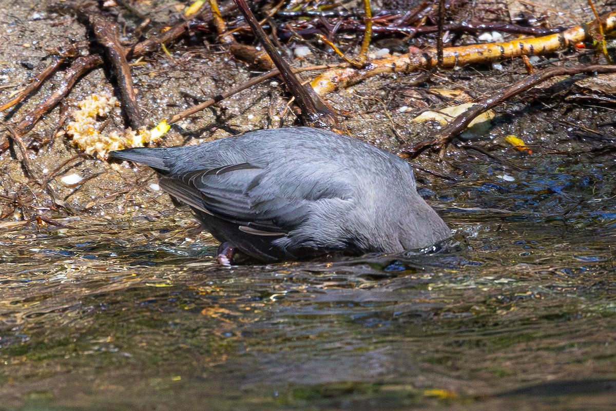 メキシコカワガラス - ML616442963