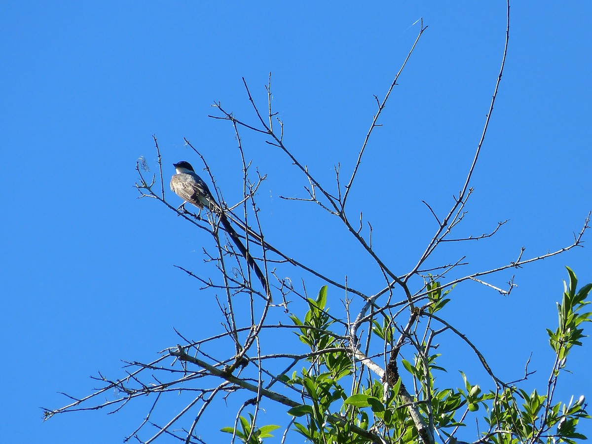 Fork-tailed Flycatcher - ML616443038