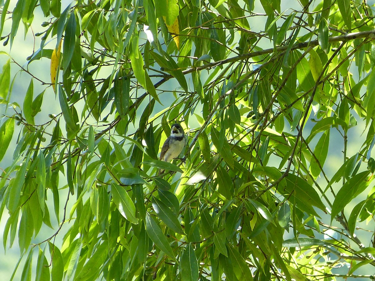 Double-collared Seedeater - ML616443095