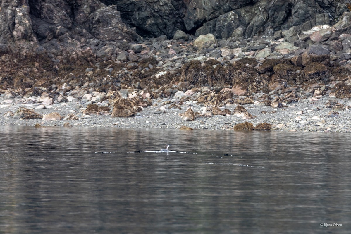 Common Loon - ML616443106