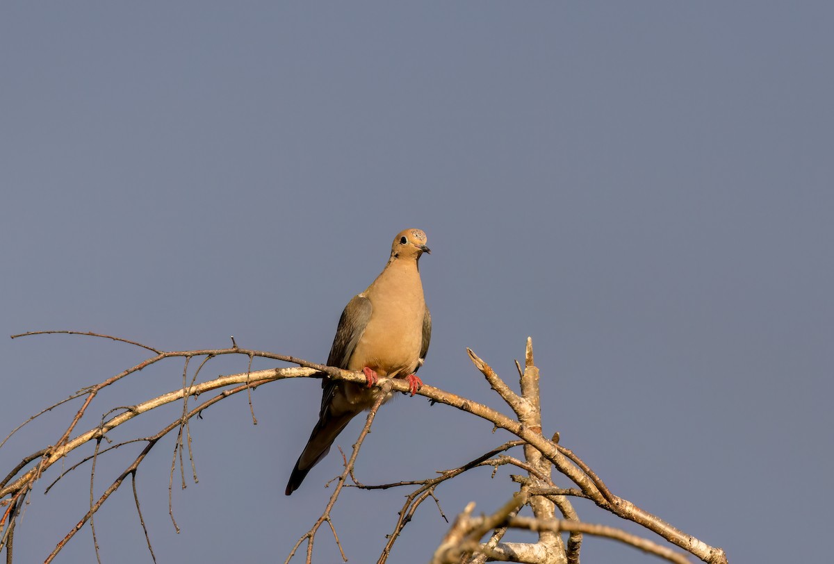 Mourning Dove - ML616443109