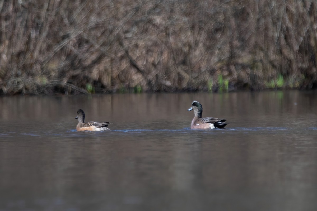 American Wigeon - ML616443140