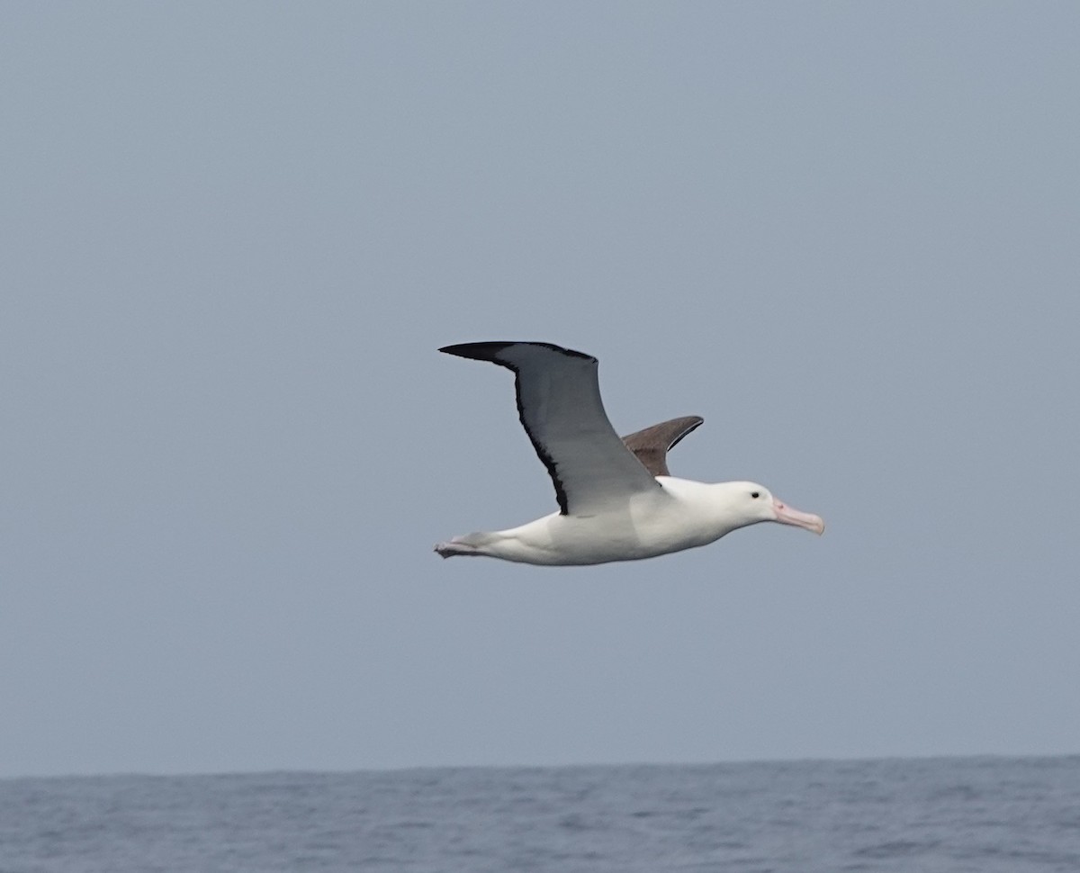 albatros královský - ML616443149