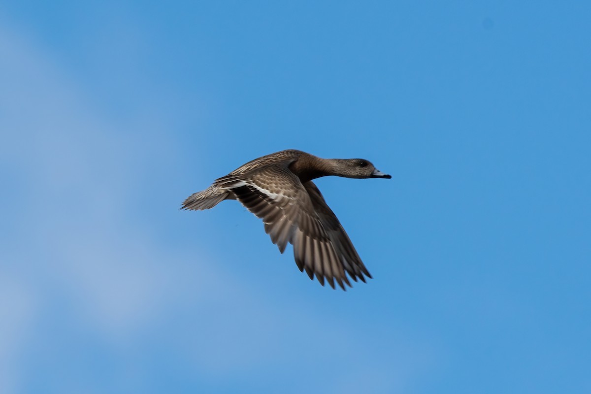 American Wigeon - ML616443154