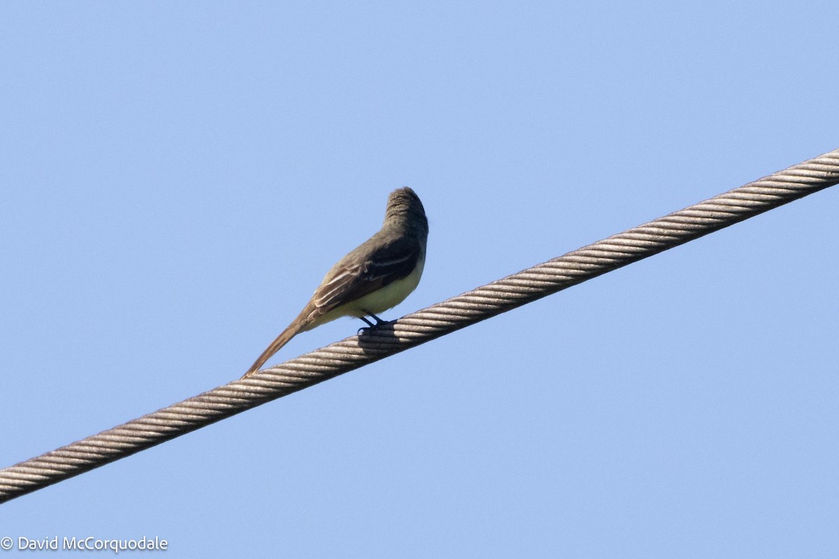 Brown-crested Flycatcher - ML616443182