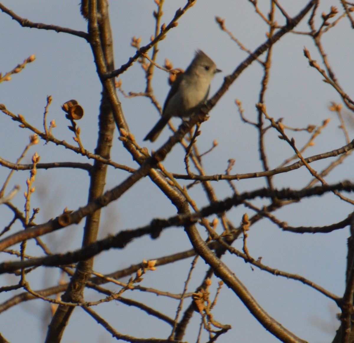 Oak Titmouse - Corinna Rostrom