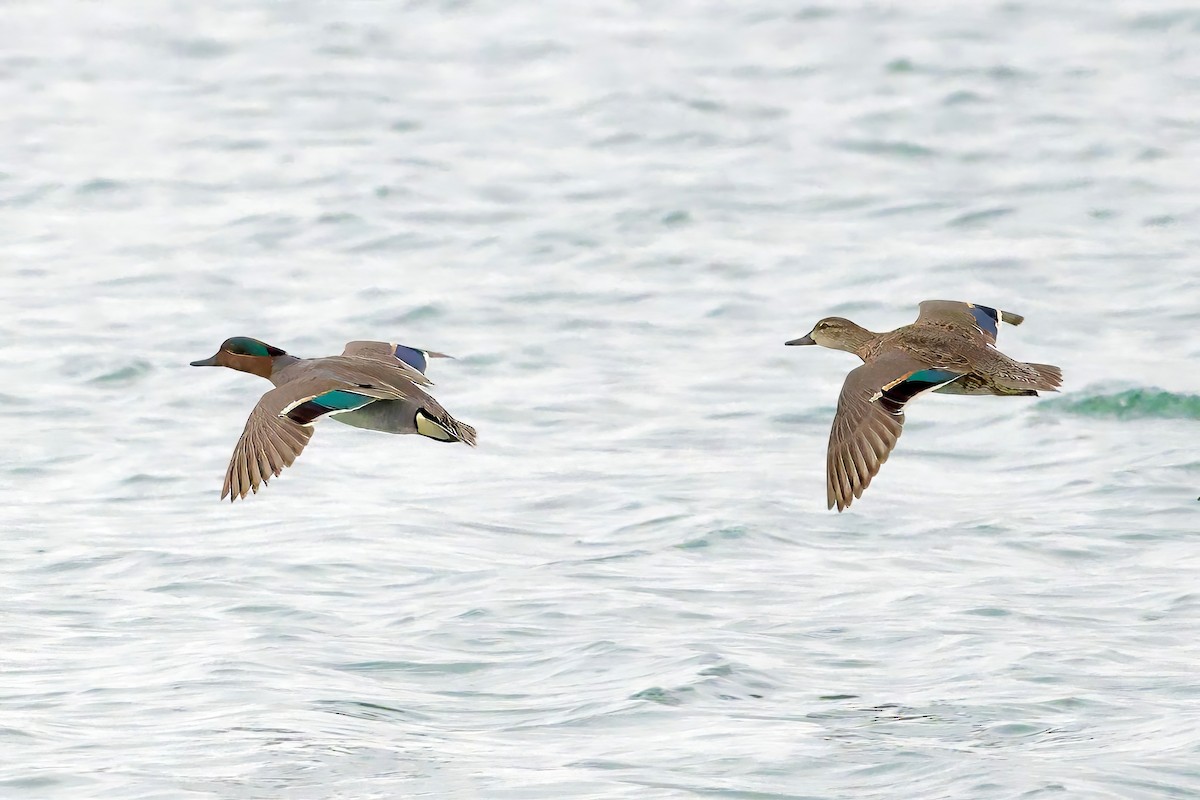 Green-winged Teal - ML616443196