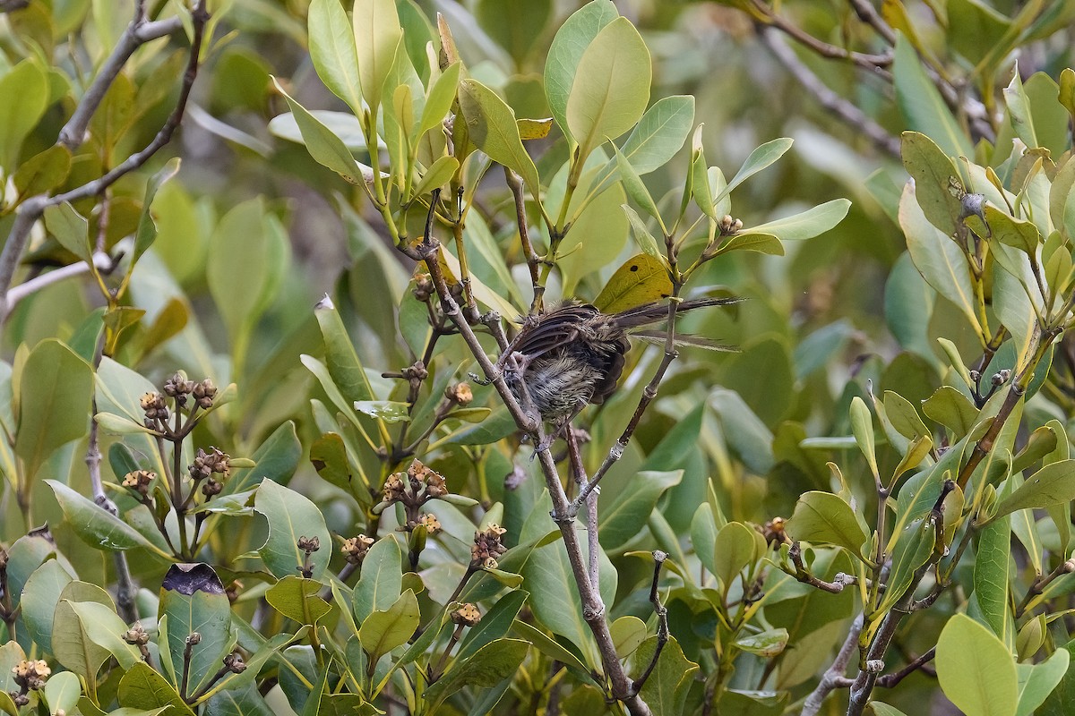 New Zealand Fernbird - Gary & Robyn Wilson