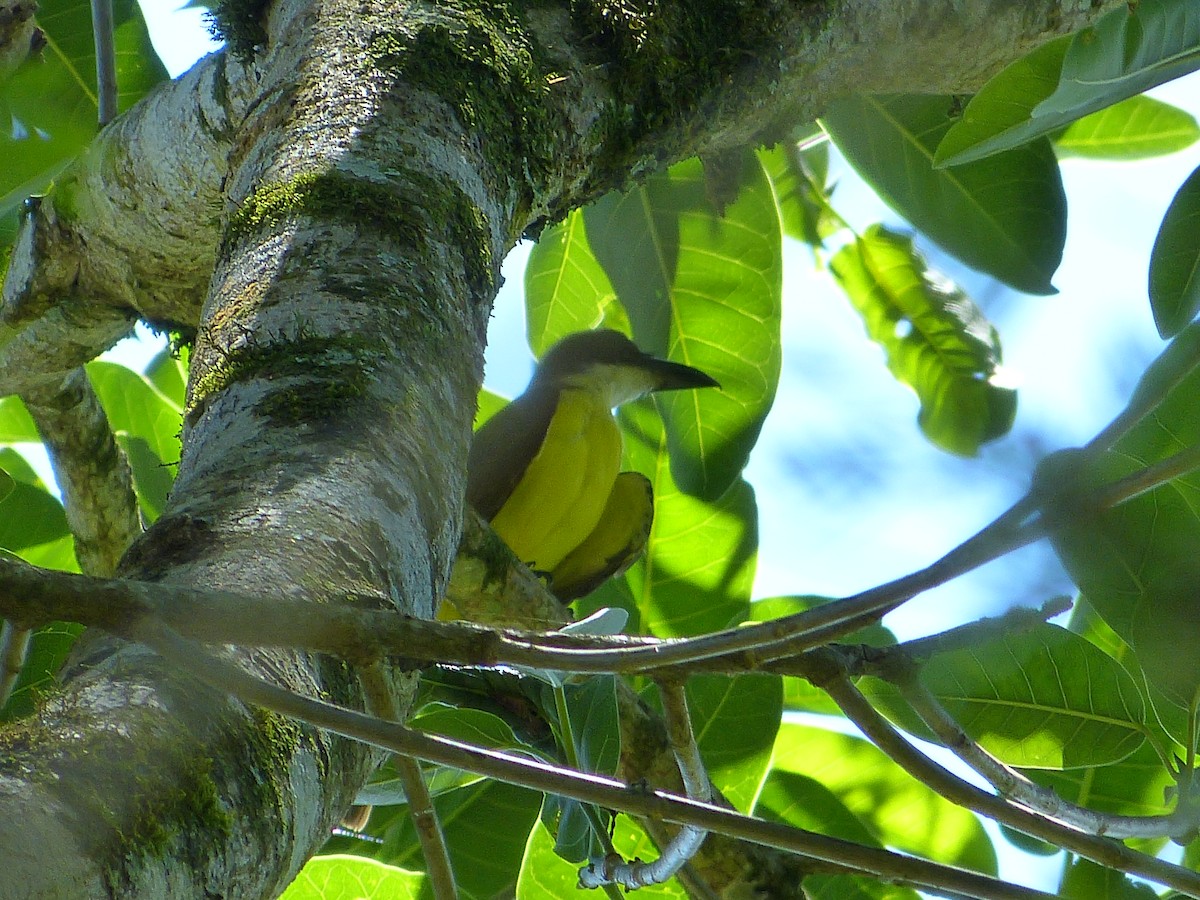 Boat-billed Flycatcher - ML616443221