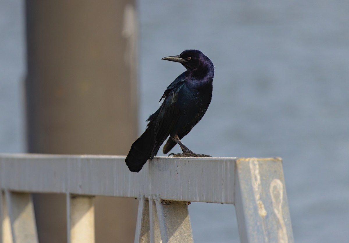 Boat-tailed Grackle - ML616443238