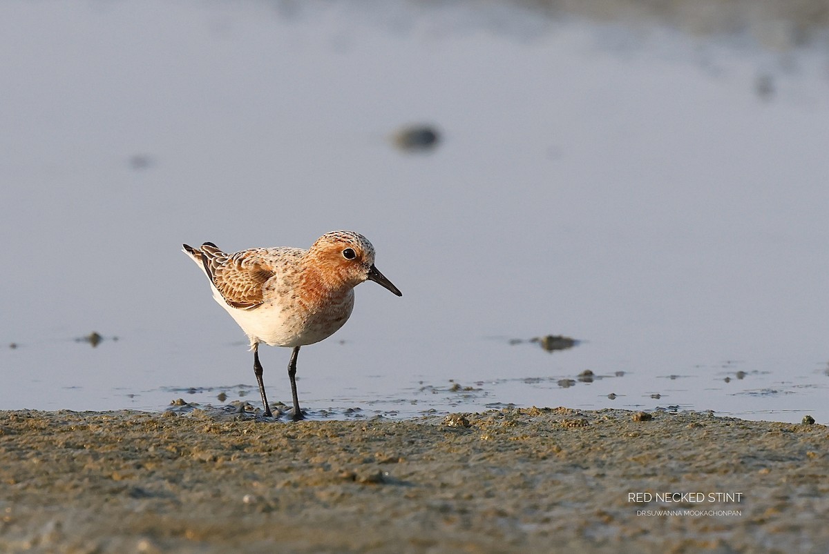 Red-necked Stint - ML616443249