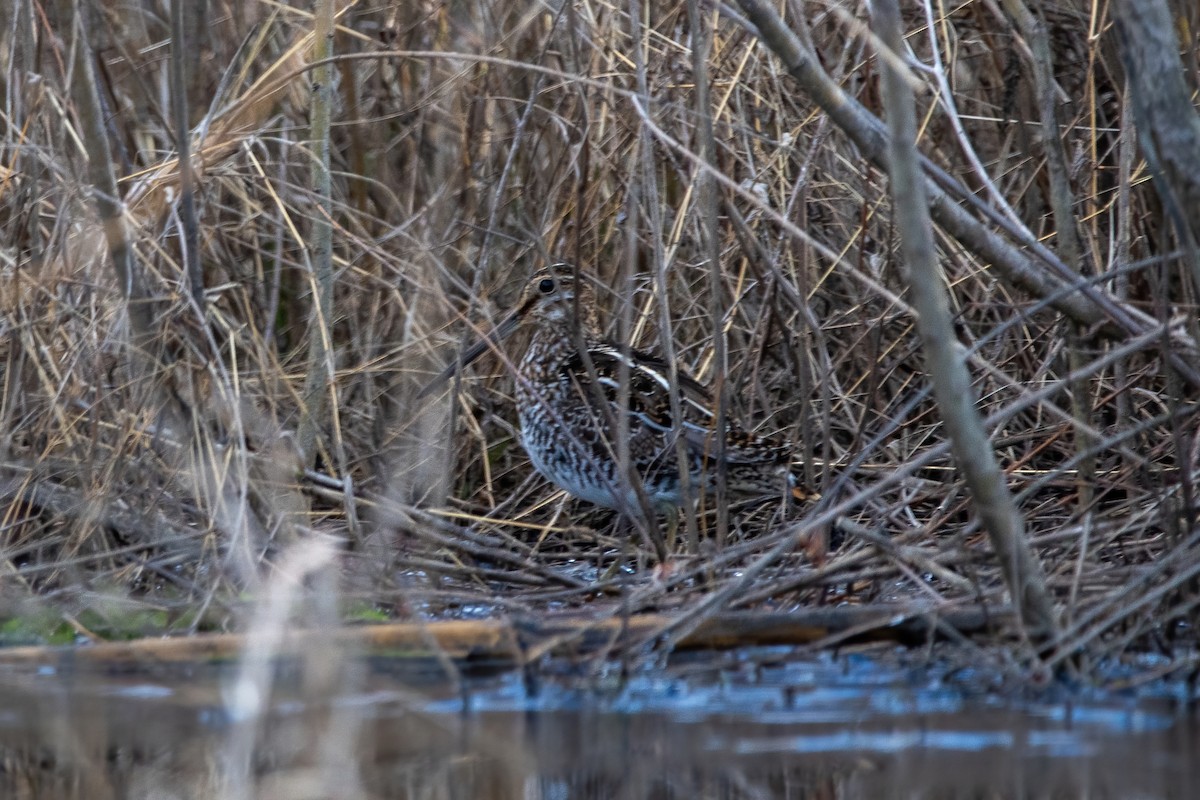 Wilson's Snipe - ML616443264