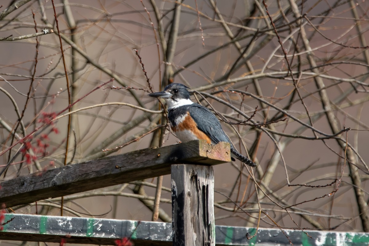 Belted Kingfisher - ML616443277