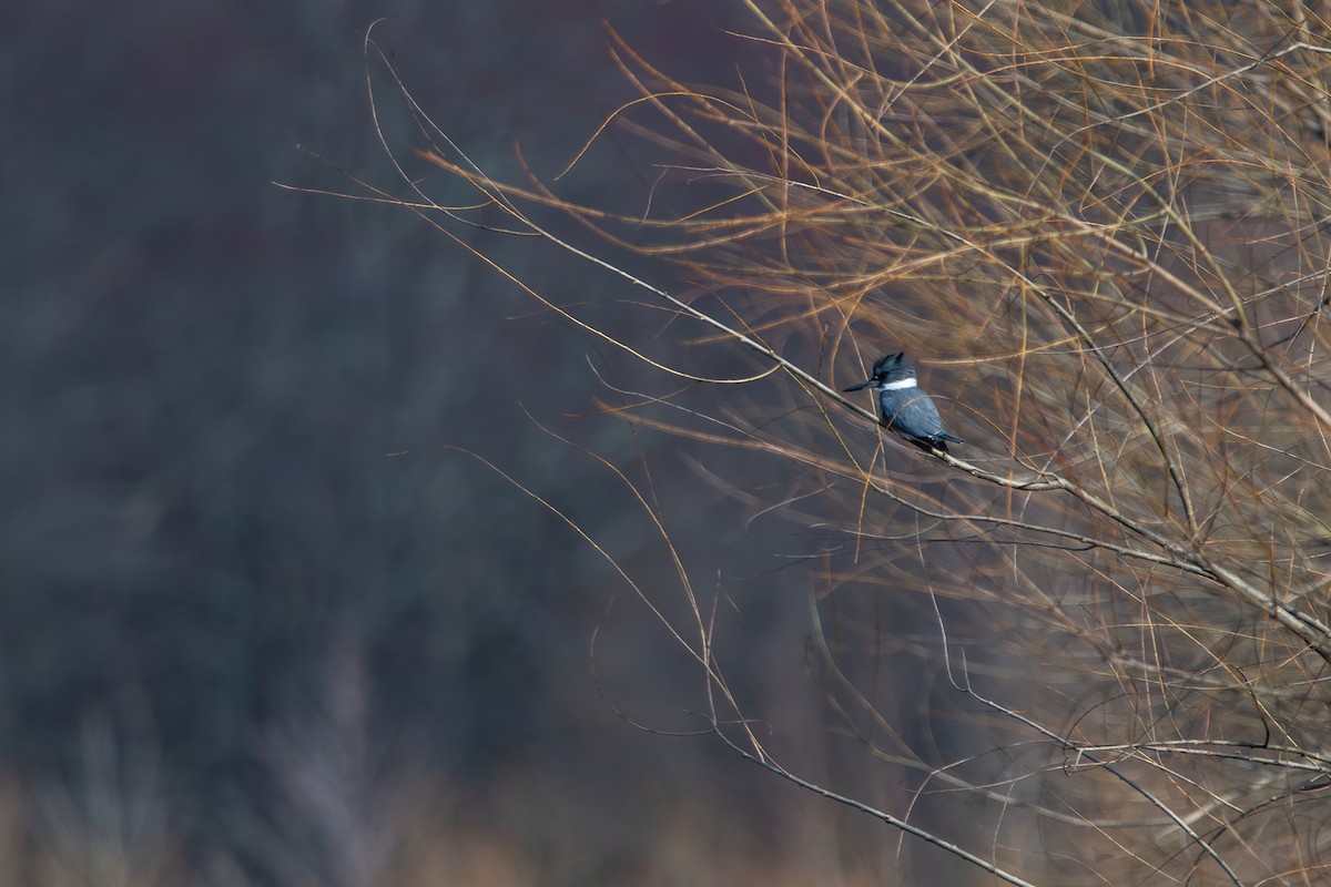 Belted Kingfisher - ML616443278