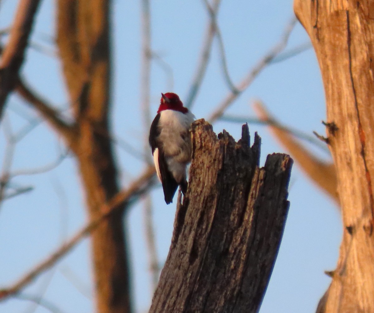 Red-headed Woodpecker - ML616443306