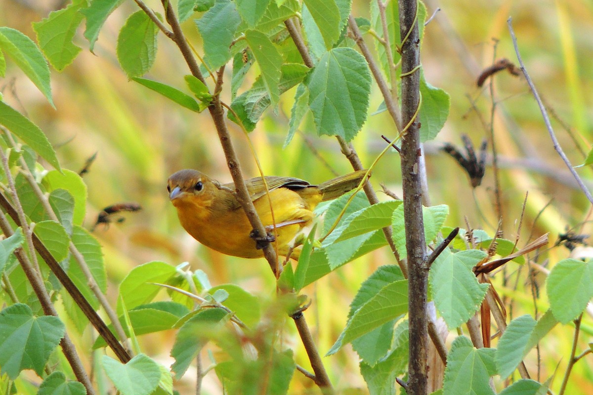 Masked Yellowthroat - ML616443315