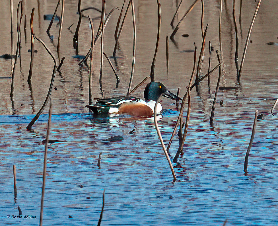 Northern Shoveler - ML616443325