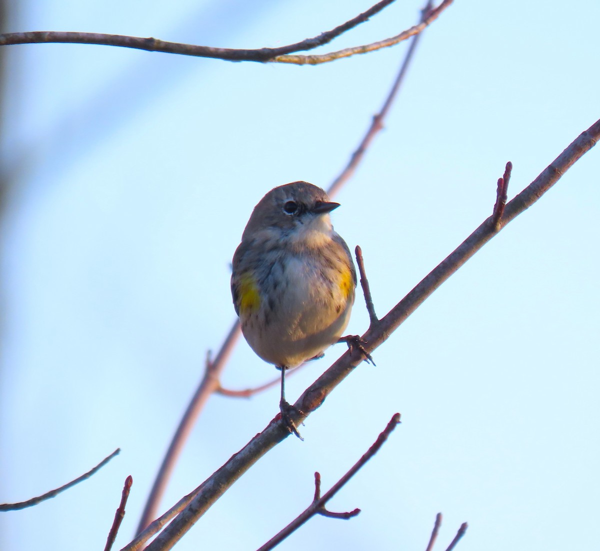 Yellow-rumped Warbler - ML616443326