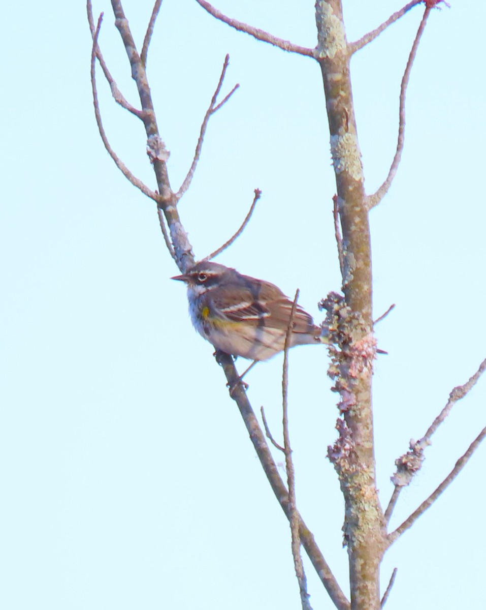 Yellow-rumped Warbler - ML616443328