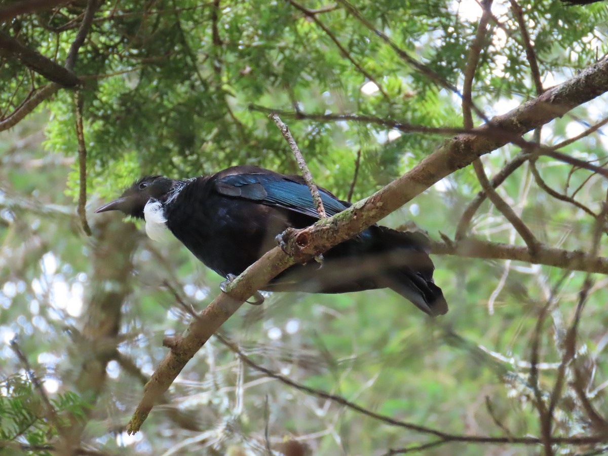 Mielero Tui - ML616443330