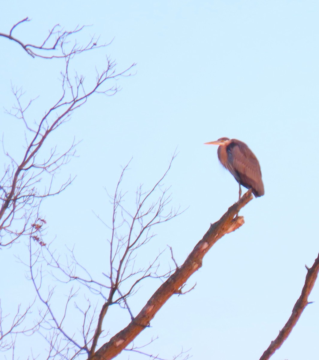 Great Blue Heron - Barb lindenmuth