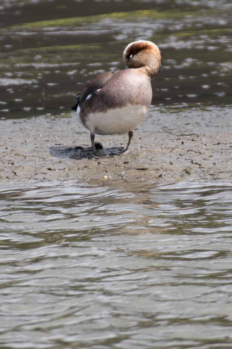 Eurasian x American Wigeon (hybrid) - ML616443360