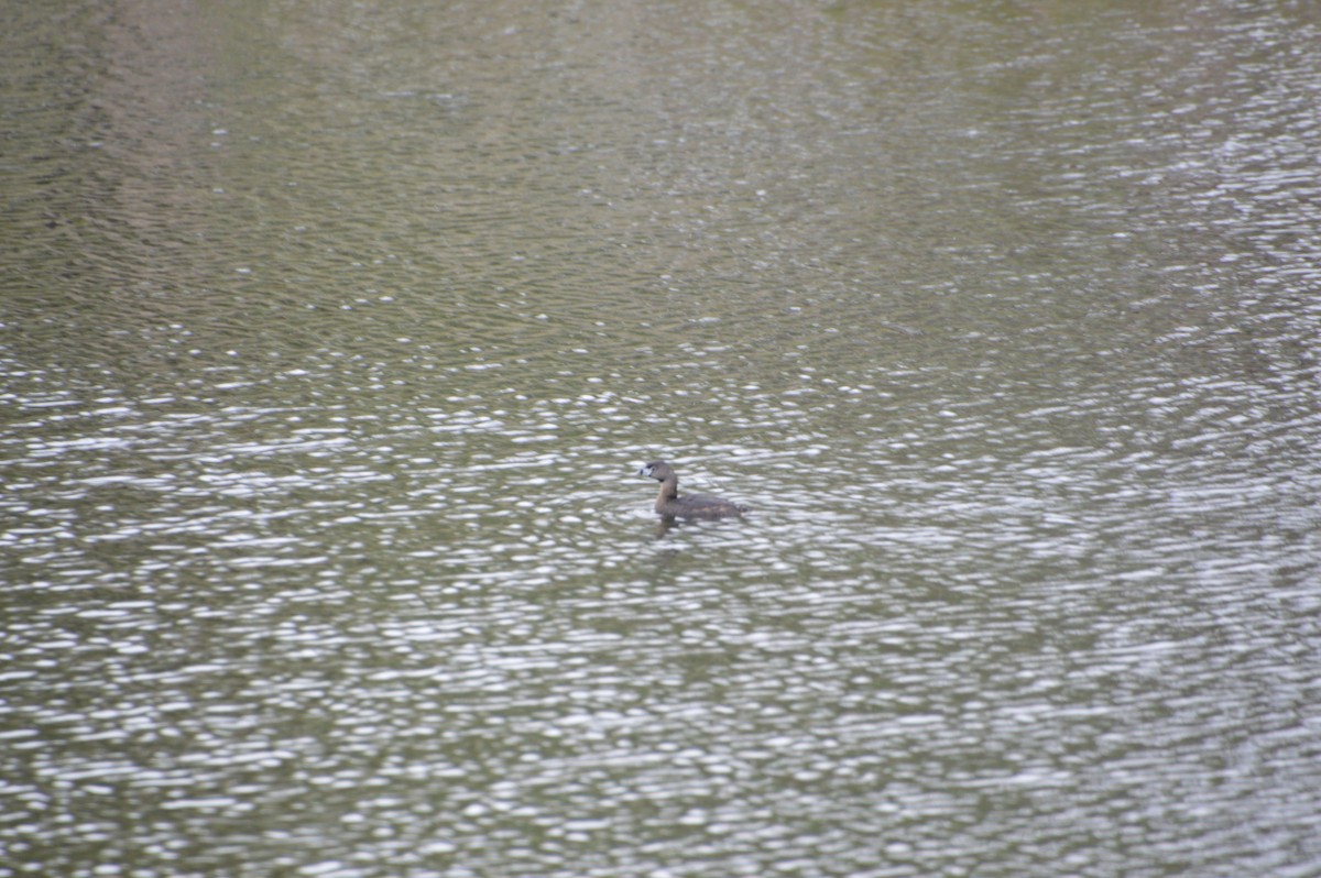 Pied-billed Grebe - ML616443367