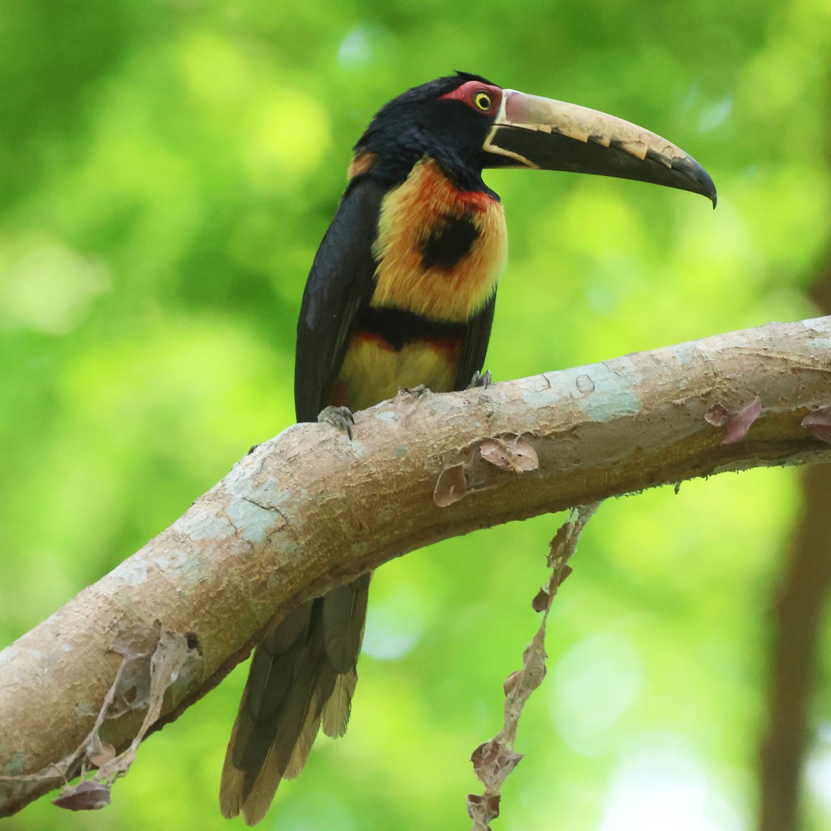 Collared Aracari - Jorge Alcalá