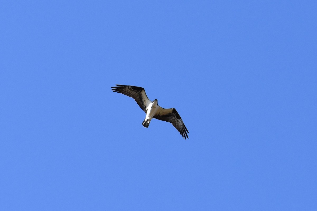 Balbuzard pêcheur - ML616443384