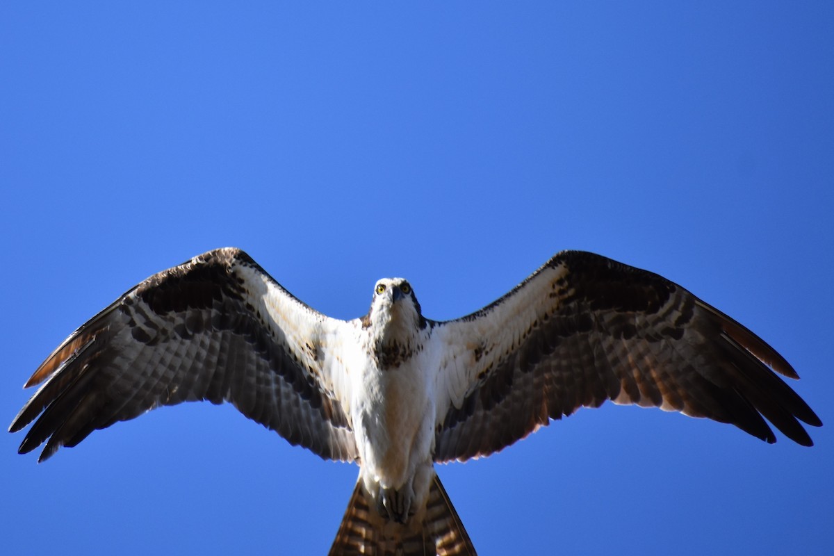 Osprey - ML616443386