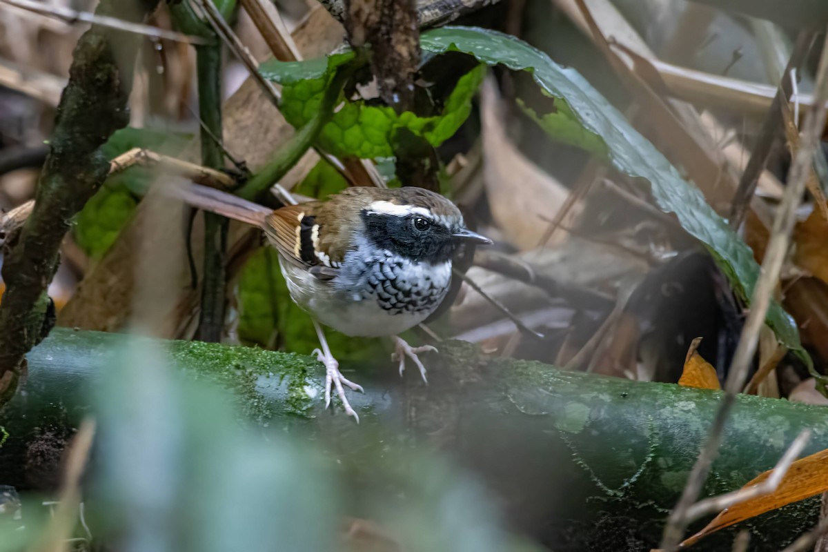 White-bibbed Antbird - ML616443399