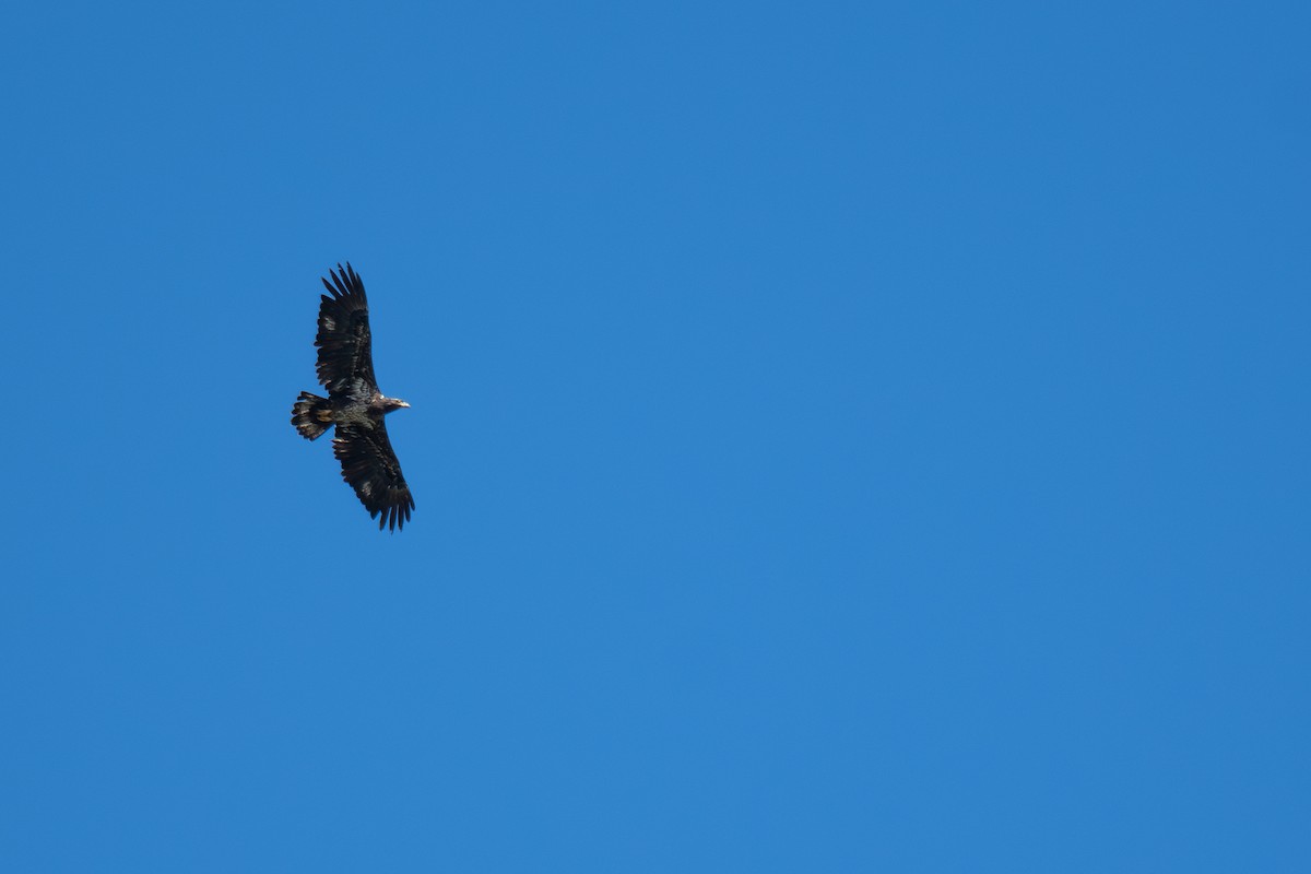 Bald Eagle - Rajan Rao