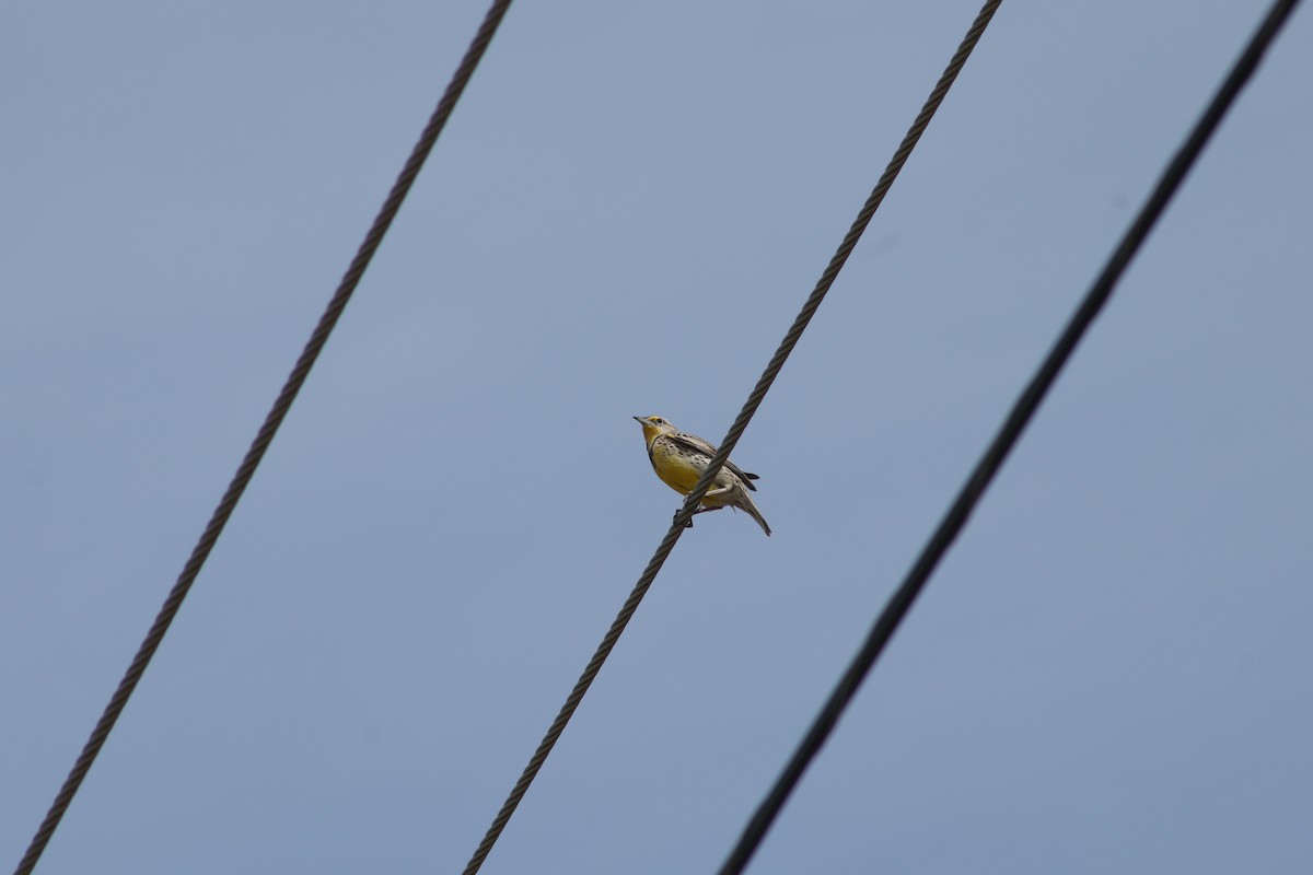 Western Meadowlark - ML616443428