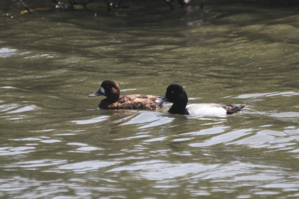 Greater Scaup - ML616443511