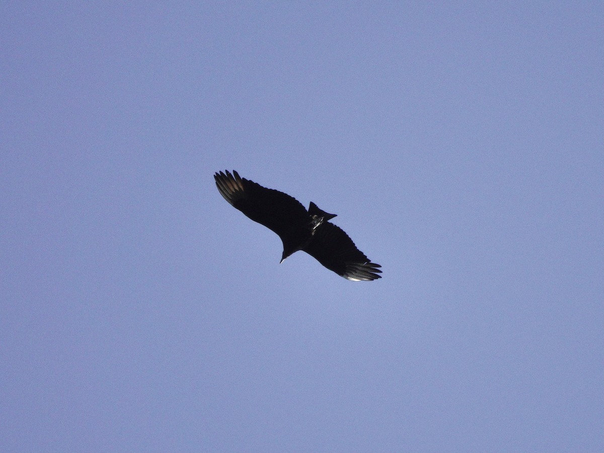 Black Vulture - ML616443526