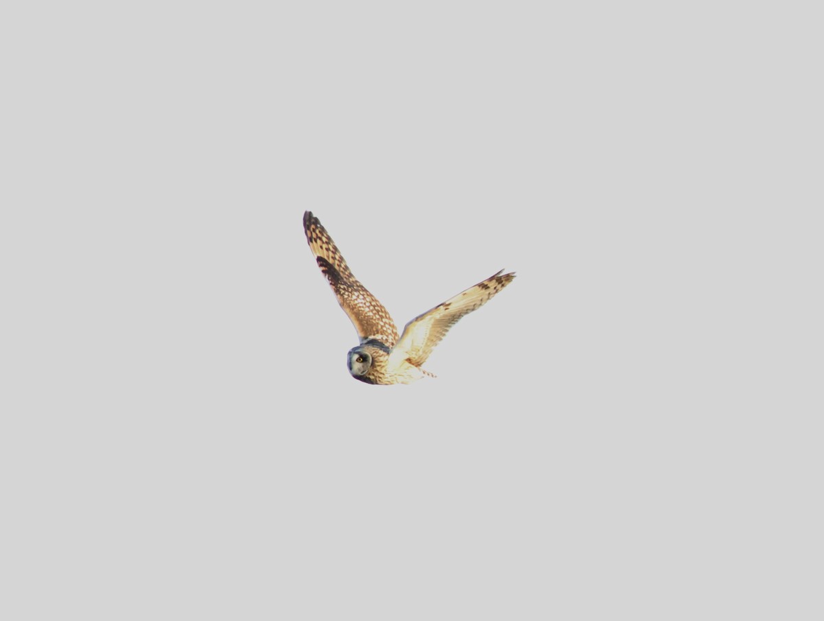 Short-eared Owl (Northern) - ML616443541
