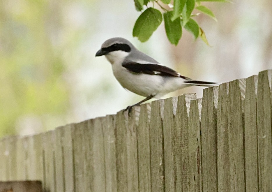 Loggerhead Shrike - ML616443597