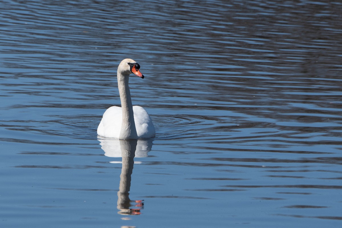 Mute Swan - ML616443651