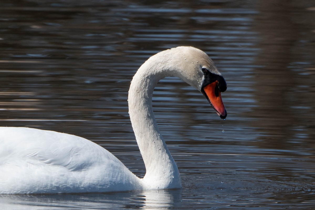 Mute Swan - ML616443652