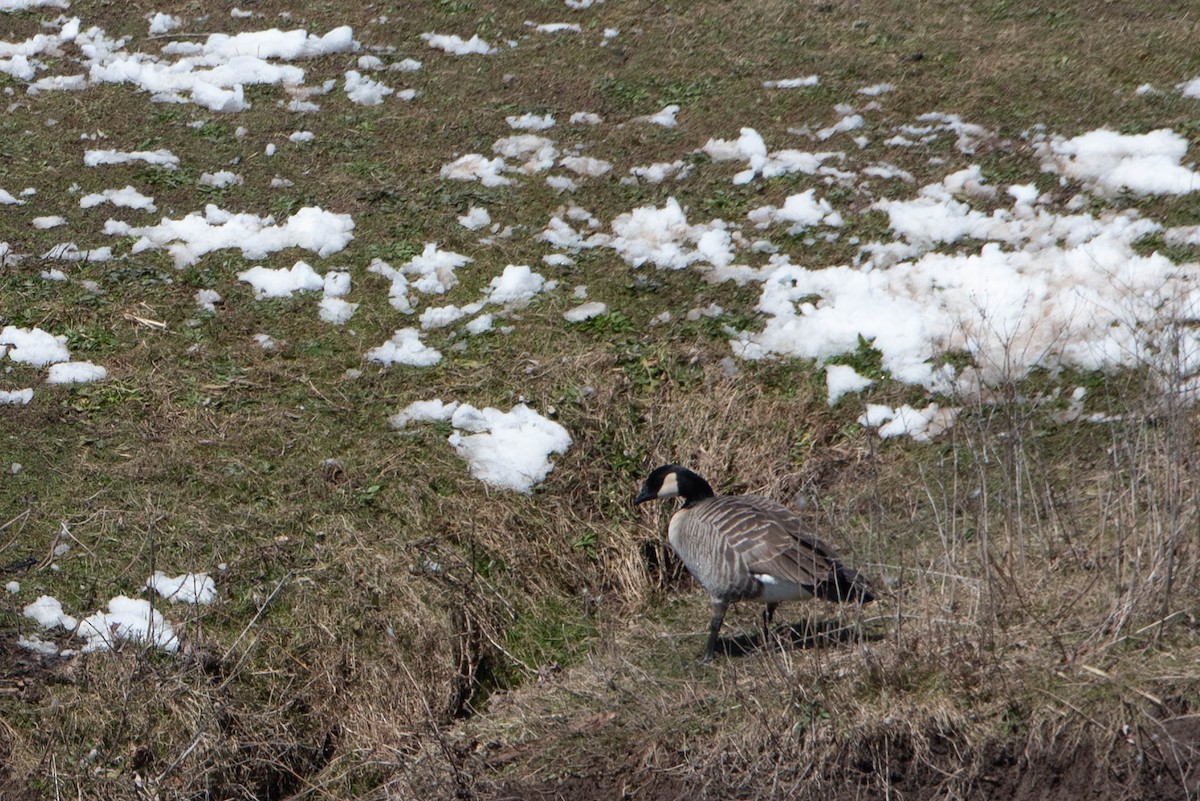 Cackling Goose - ML616443688