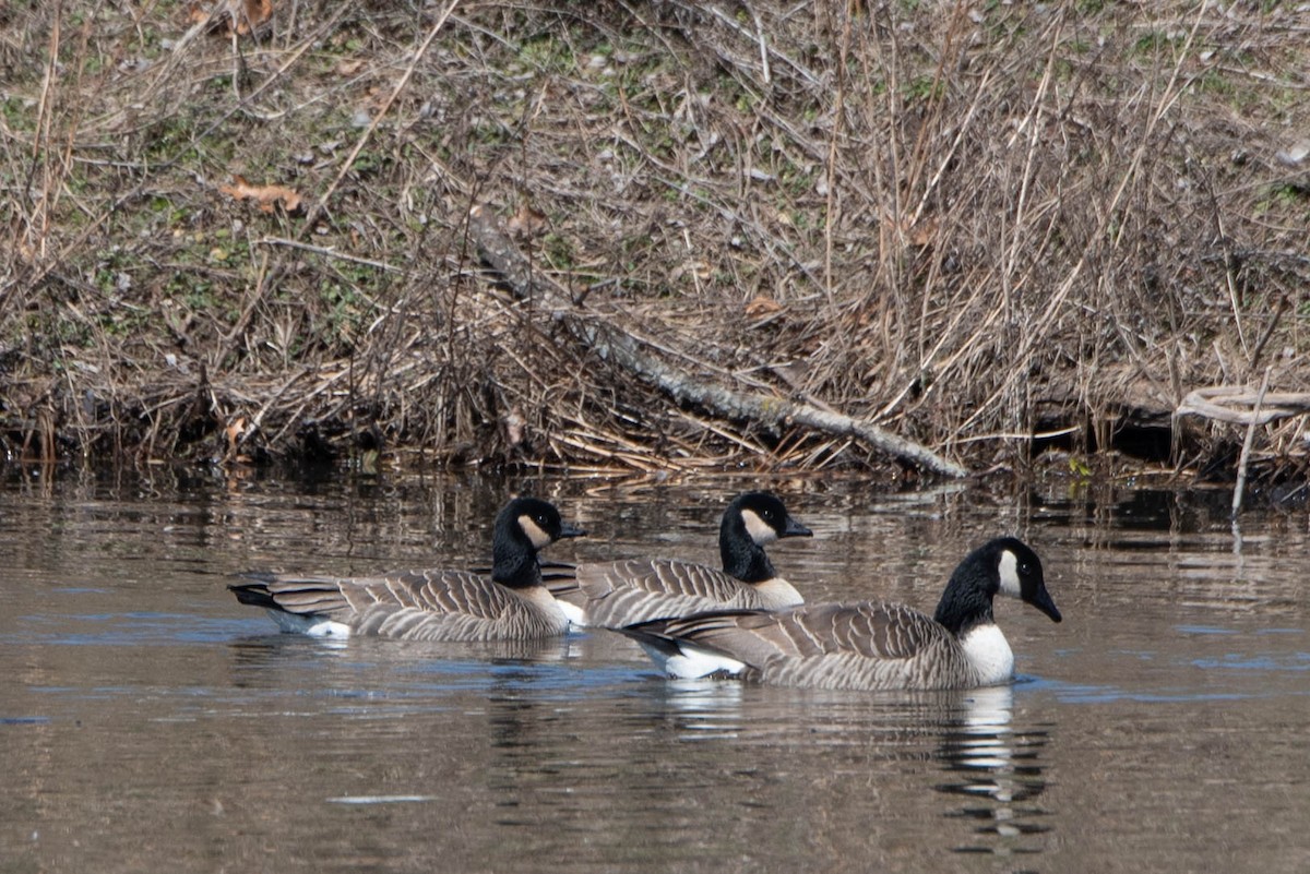 Cackling Goose - ML616443689