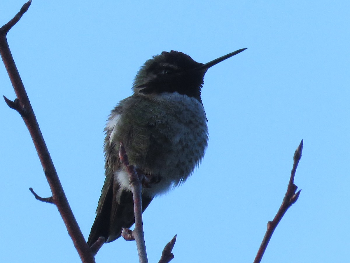 Anna's Hummingbird - ML616443708
