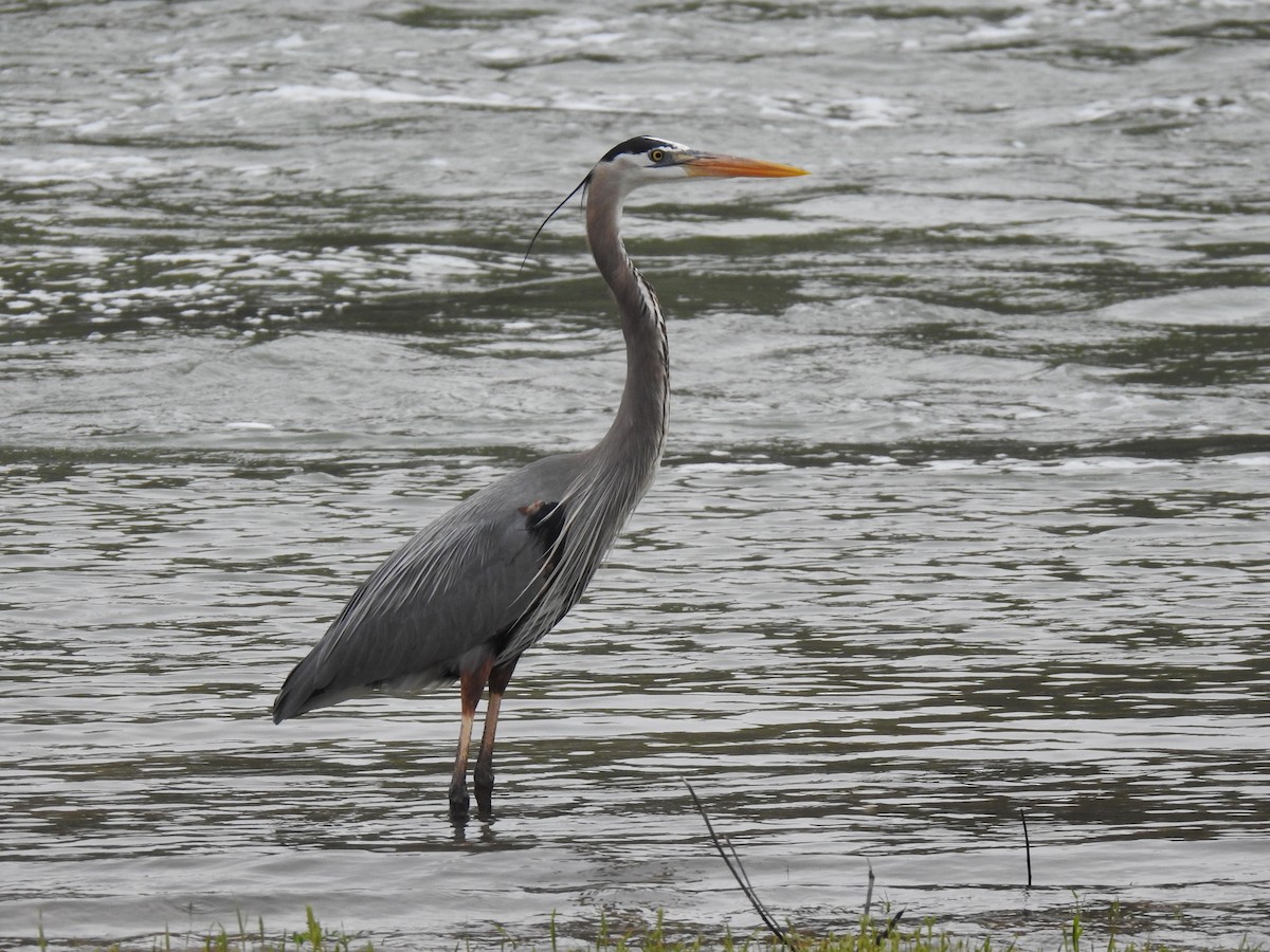 Great Blue Heron - Jennifer Linde