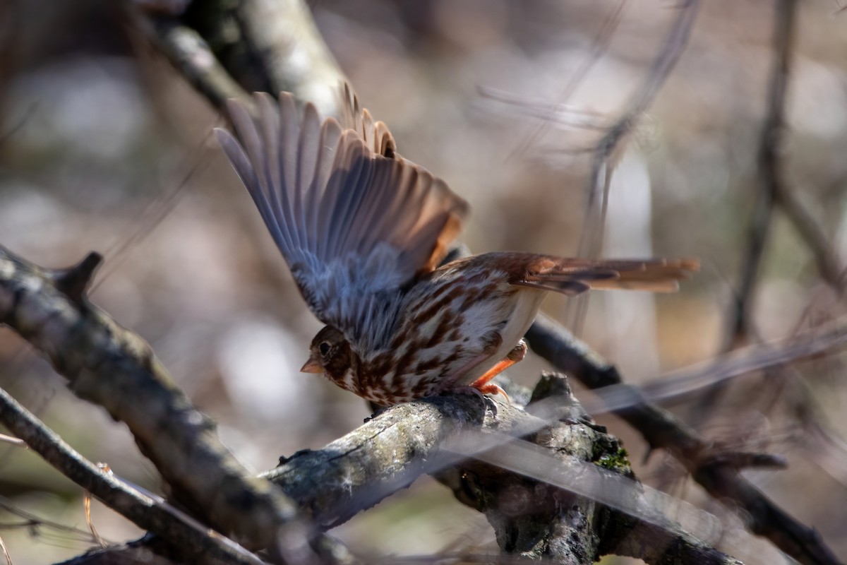 Fox Sparrow - ML616443748