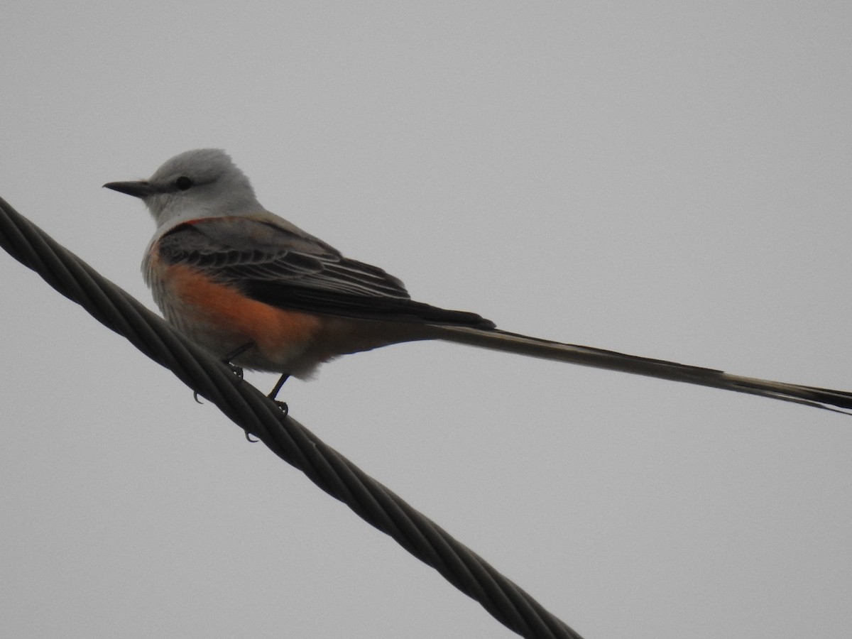 Scissor-tailed Flycatcher - Jennifer Linde