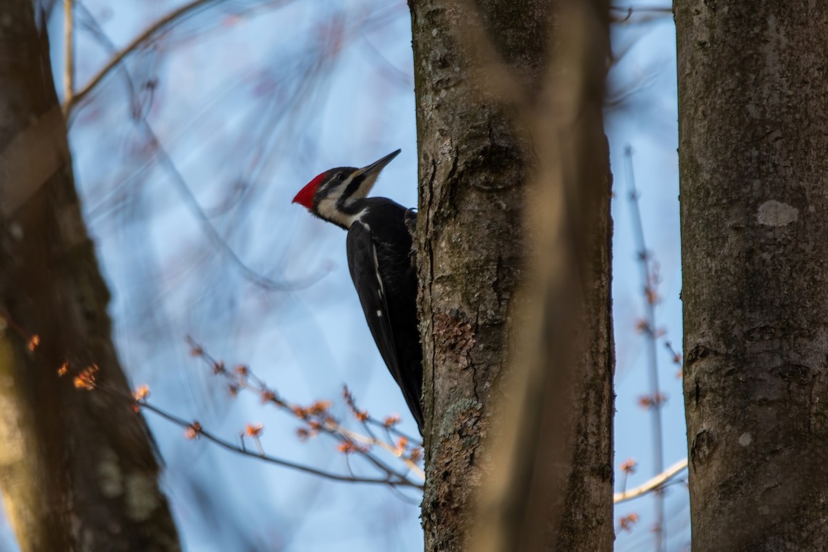 Pileated Woodpecker - ML616443783