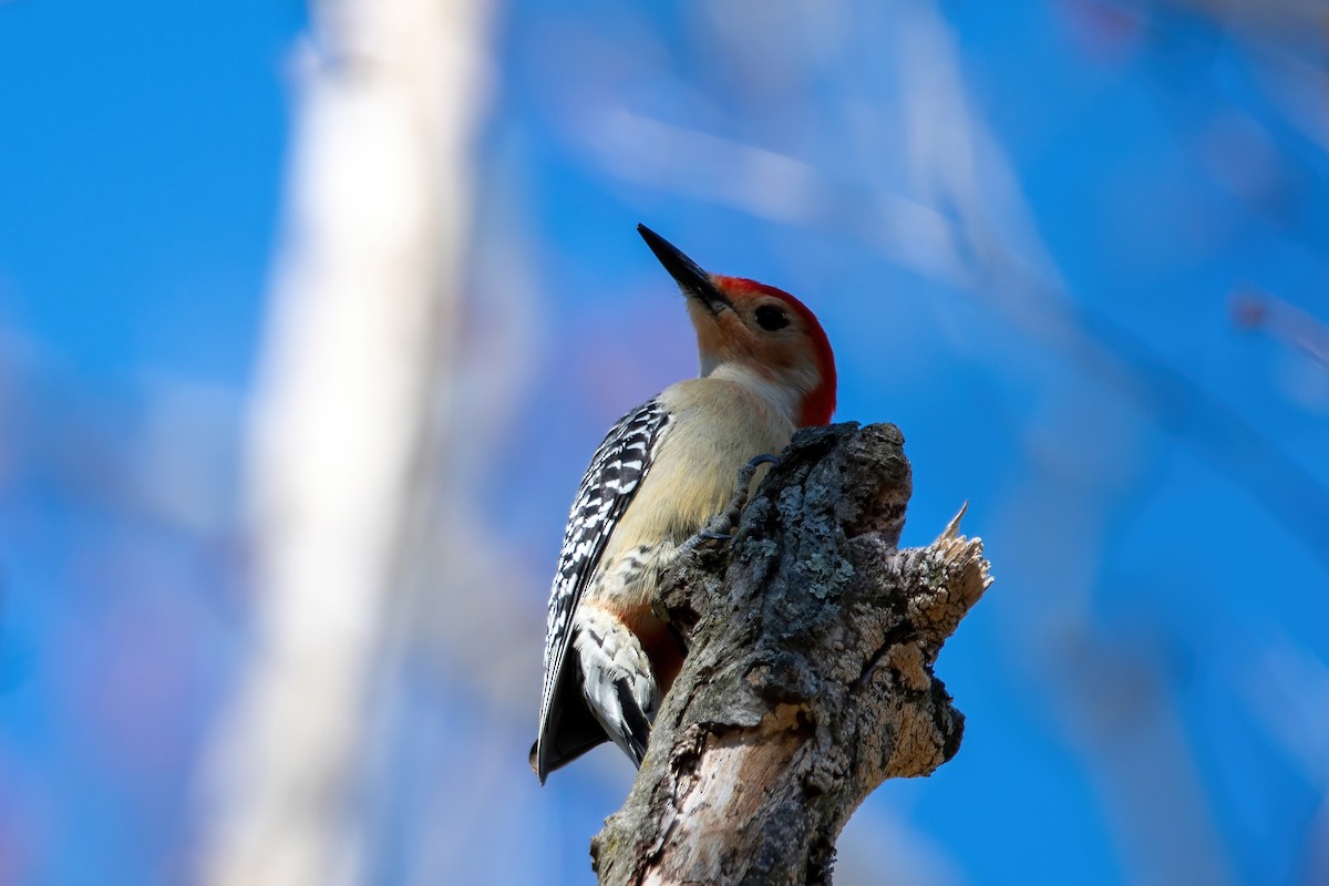Red-bellied Woodpecker - ML616443856