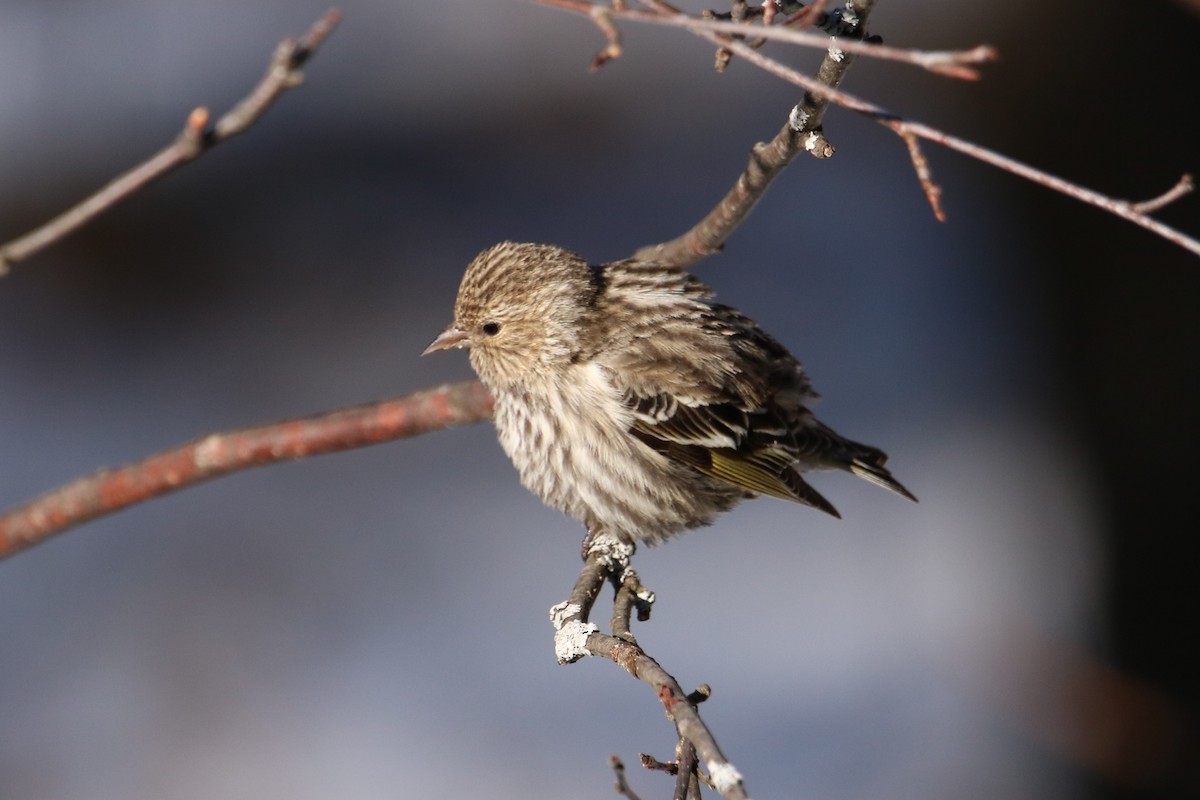 Pine Siskin - Jenny Andrews