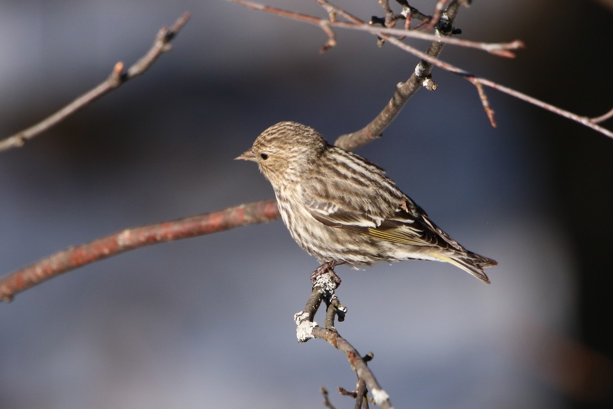 Pine Siskin - ML616443881