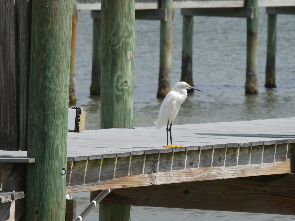 Snowy Egret - ML616443889